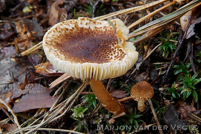 Kastanjeparasolzwam - Lepiota castanea